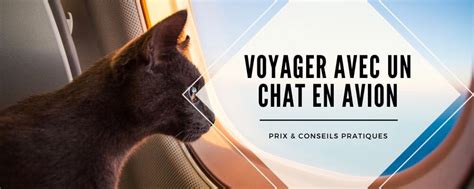 Voyager avec un Chat en Avion : Prix & Conseils Pratiques